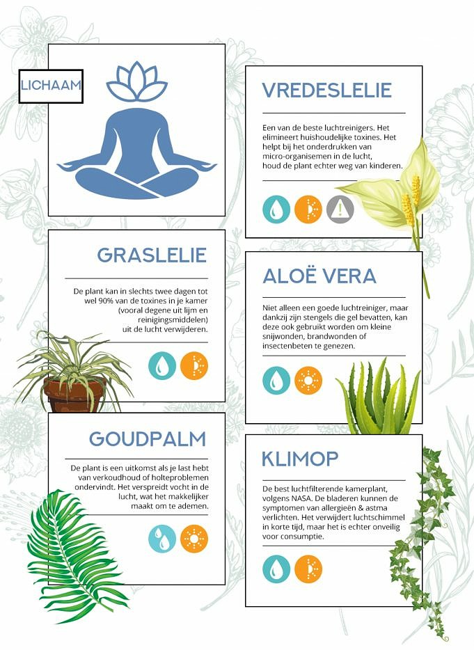 10 Planten Waarvan Bewezen Is Dat Ze Je Slaap Verbeteren En Je Lucht Zuiveren